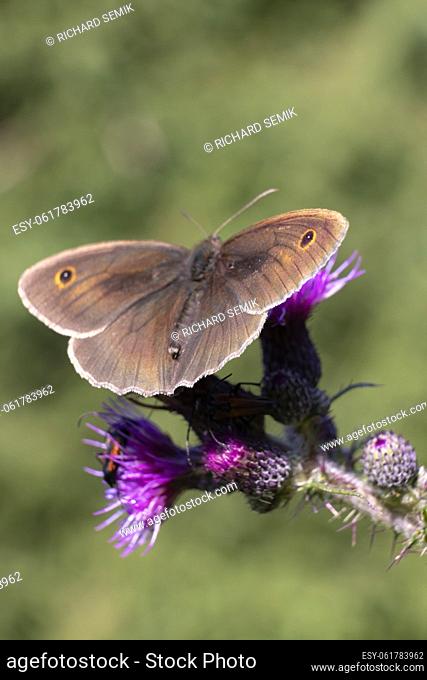 close up of a butterfly on the thistle