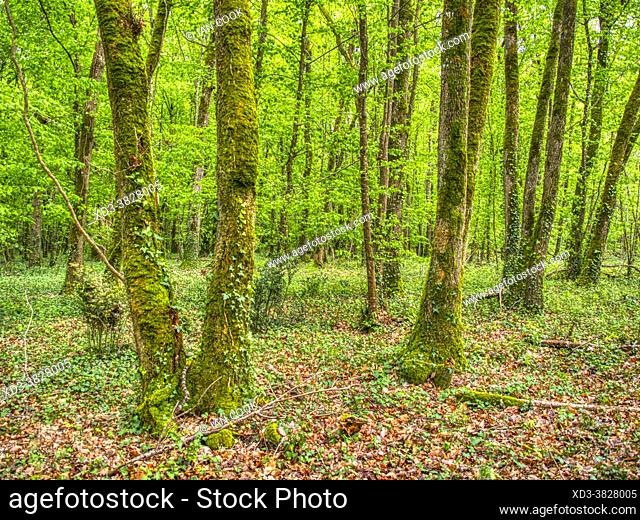forest near Lauzun, Lot-et-Garonne Department, Nouvelle Aquitaine, France