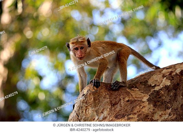 Toque macaque (Macaca sinica), adult on a tree, Yala National Park, Sri Lanka