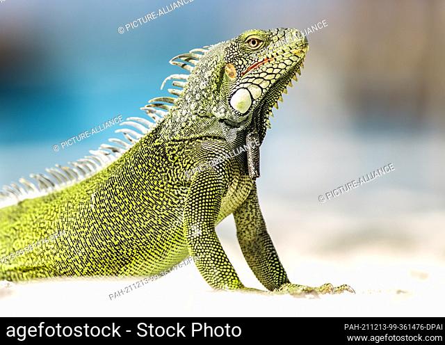 26 November 2017, Curaçao, Willemstad: A green iguana lies on the beach and enjoys the sun's rays. Photo: Silas Stein/dpa. - Willemstad/Curaçao