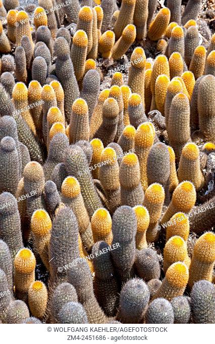 A group of Lava cacti growing on lava rock on Fernandina Island in the Galapagos Islands, Ecuador