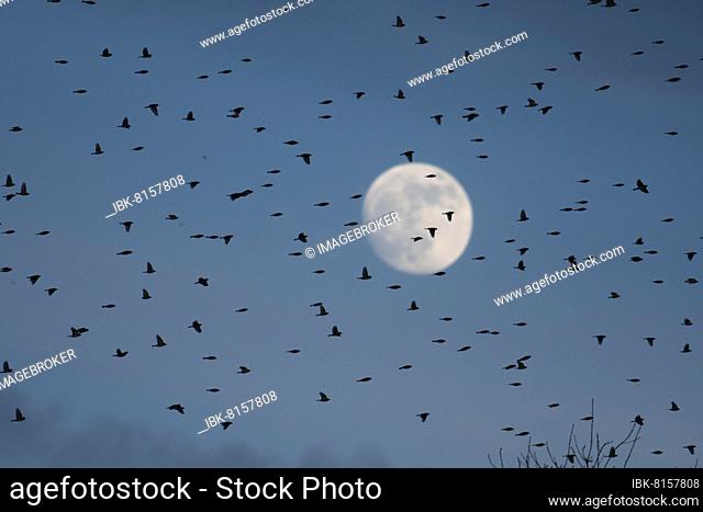 Brambling (Fringilla montifringilla), flock flying to roost in the evening, Moon, Département Haut-Rhin, Alsace, France, Europe