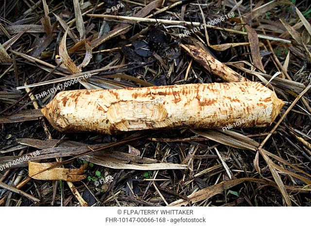 Eurasian Beaver Castor fiber felled log in feeding area, trial reintroduction project, Ham Fen Nature Reserve, Kent, England