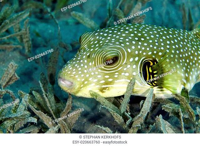 Whitespotted puffer (arothron hispidus) in the Red sea