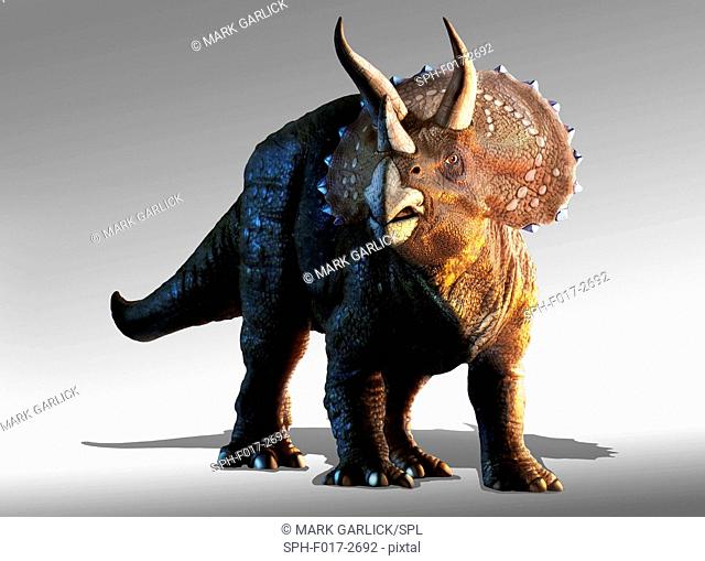 Artwork of a triceratops horridus dinosaur. These animals were common in the late Cretaceous period, from around 70 million years ago until the extinction of...