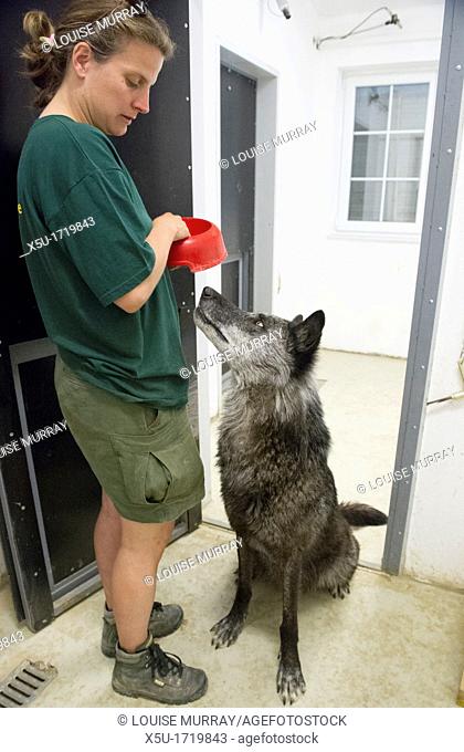 North American timber wolf at the Wolf Science Centre in Ernstbrunn in Austria  This institute is trying to separate the differences between wolves and dogs in...