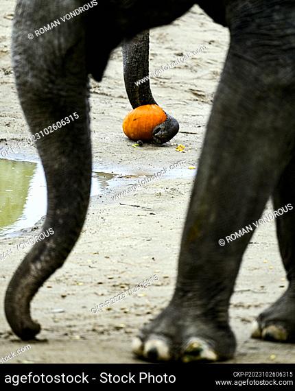 Pumpkin feast for Asian elephant in Prague Zoo, Czech Republic, October 26, 2023. (CTK Photo/Roman Vondrous)