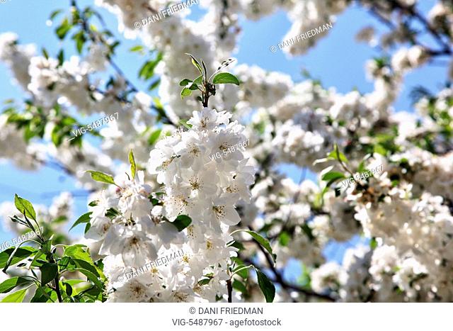 White flowers bursting into bloom on a crabapple (Malus) tree growing in Markham, Ontario, Canada. - MARKHAM, ONTARIO, CANADA, 22/05/2016