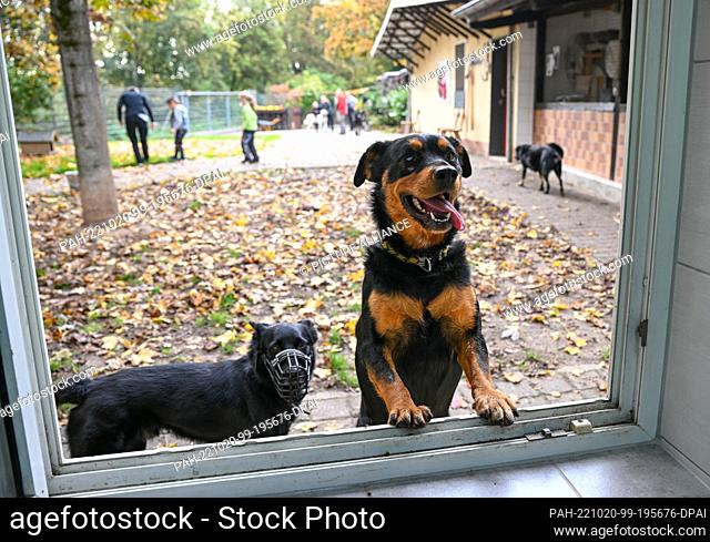 20 October 2022, Rhineland-Palatinate, Ingelheim: Dogs stand curiously at the kitchen window of the animal shelter. Decreasing income