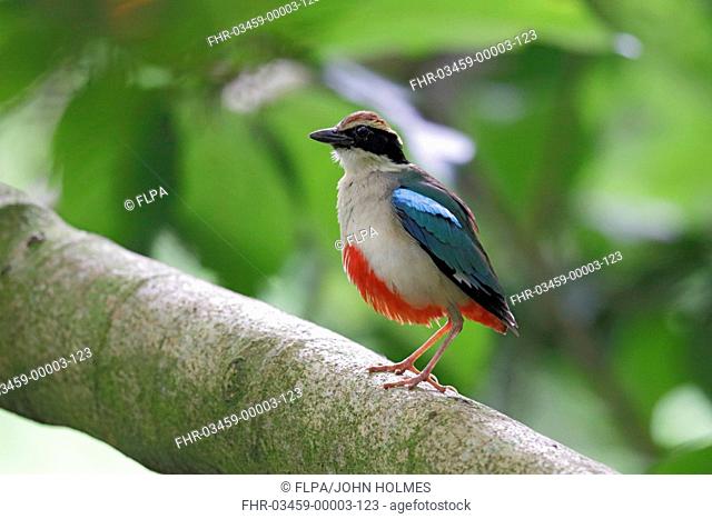 Fairy Pitta (Pitta nympha) adult, perched on branch, Huben, Central Taiwan, June