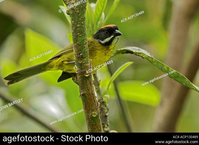 Moustached Brush-finch (Atlapetes albofrenatus) perched on a branch in the Andes mountains in Colombia