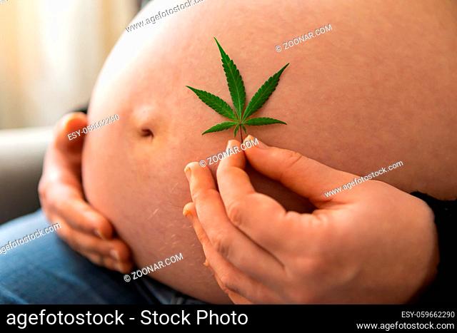 A close up shot on the large belly of a heavily pregnant woman, holding a cannabis leaf in hand, marijuana use for pain relief during natural birth