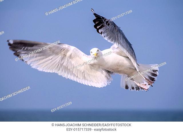 Herring gull, Larus fuscus L. flying
