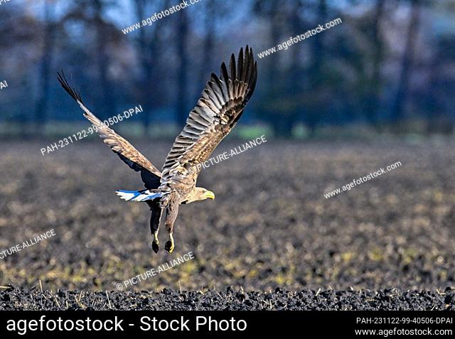 22 November 2023, Brandenburg, Hackenow: A white-tailed eagle (Haliaeetus albicilla) flies over a field in the Oderbruch in the east of the state of Brandenburg