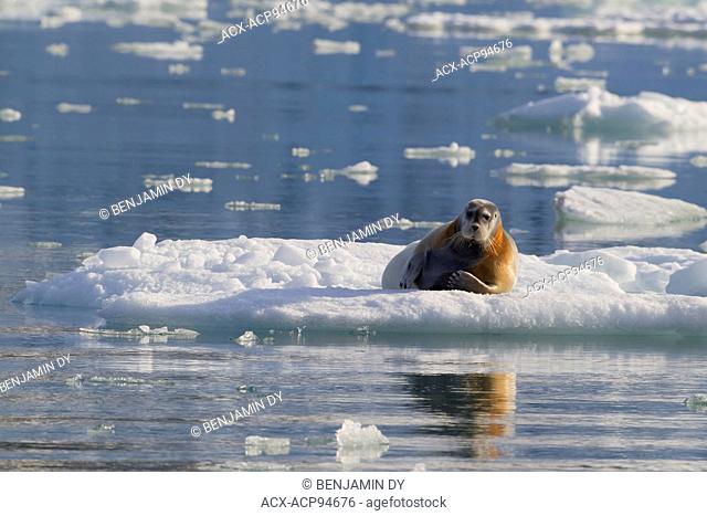 Bearded seal, Erignathus barbatus, On the ice, Svalbard, Norway