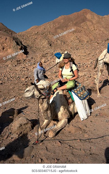 Divers saddle up as the camels get ready to taken them to Ras Abu Galum Dahab South Siani Egypt