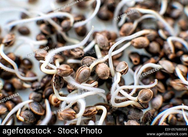 Hovering Hemp. Sale of cannabis seeds. Details Root on a white background. Macro photo cultivation seeds. Marijuana seeds