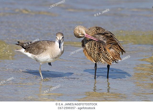 Marbled Godwit Limosa fedoa and Willet feeding March Fort Myers beach Gulf coast Florida USA