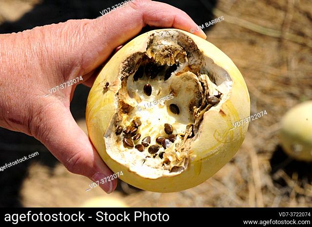 Citron melon (Citrullus lanatus citroides) is a annual prostrate plant native to southern Africa. Fruit and seeds detail