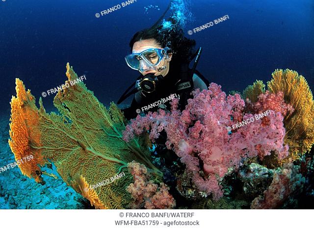 Diver at colorful Coral Reef, Similan Islands, Andaman Sea, Thailand