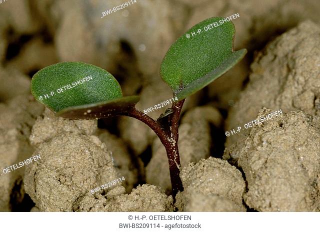 rape, turnip (Brassica napus), seedling with cotyledons