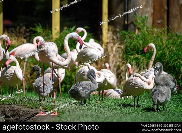 16 May 2022, Saxony-Anhalt, Magdeburg: Four pink flamingo chicks are seen in the middle of their colony. 56 pink flamingos had moved into the newly designed...