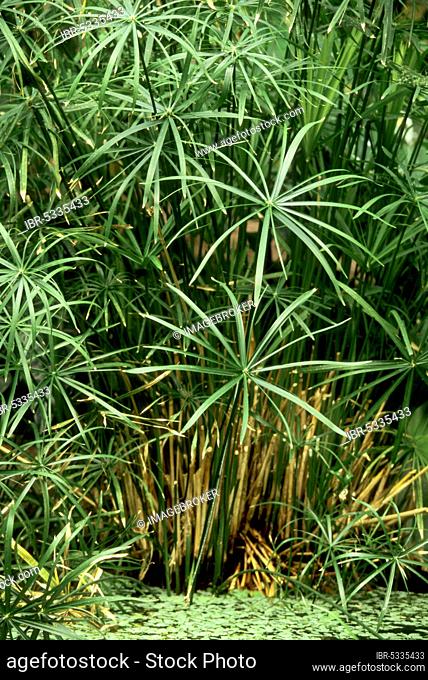 Umbrella papyrus (Cyperus alternifolius) (Cyperus involucratus), umbrella papyrus, umbrella sedge