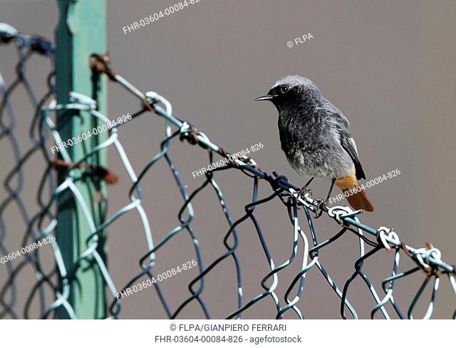 Black Redstart (Phoenicurus ochruros) adult male, breeding plumage, perched on chainlink fence, Cannobina Valley, Italian Alps, Piedmont, Northern Italy, March