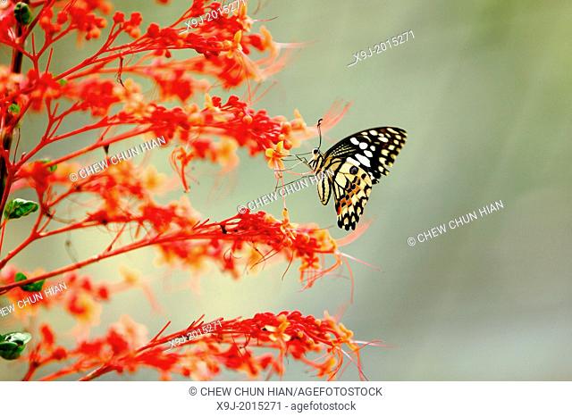 Lime butterfly, Papilio demoleus, Family - PAPILIONIDAE, subfamily - PAPILIONINAE
