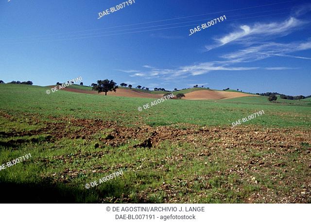 Pastures and cultivated fields near Cercal, Ourem, Baixo Alentejo, Portugal
