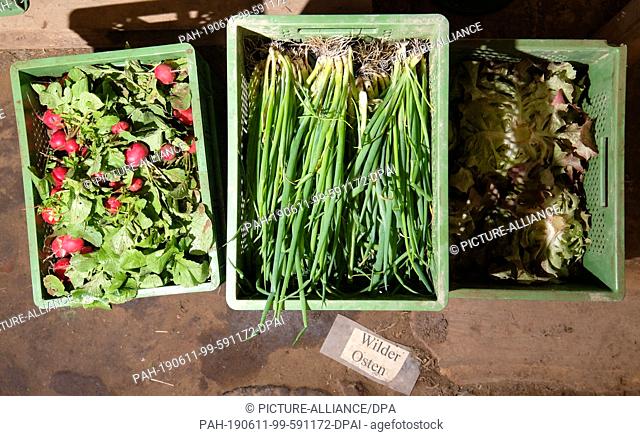 23 May 2019, Saxony, Sehlis: Radishes, spring onions and salad from the beetroot vegetable cooperative. In the village belonging to Taucha
