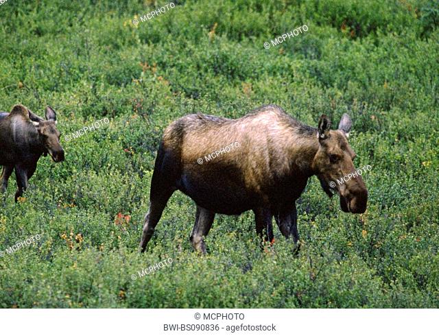 Alaska moose, Tundra moose, Yukon moose (Alces alces gigas), female, USA, Alaska, Denali Nationalpark
