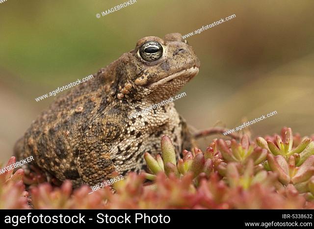 Natterjack toad (Epidalea calamita), Germany, Europe