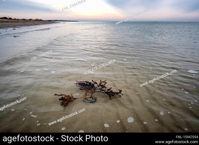 Baltic Sea in winter, Falshoeft, Kreis Schleswig-Flensburg, Schleswig-Holstein, Germany, Europe