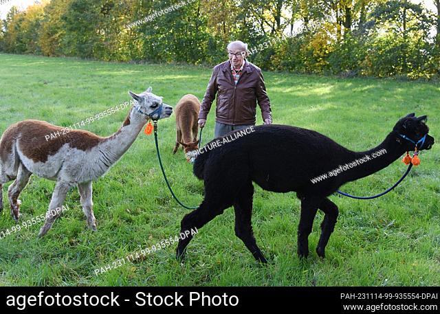 03 November 2023, Saxony, Delitzsch: 82-year-old Bernd Düsel takes the three Tierpark alpacas Peaces, Lara Madonna and Nelly (r-l) for a walk in Delitzsch Park