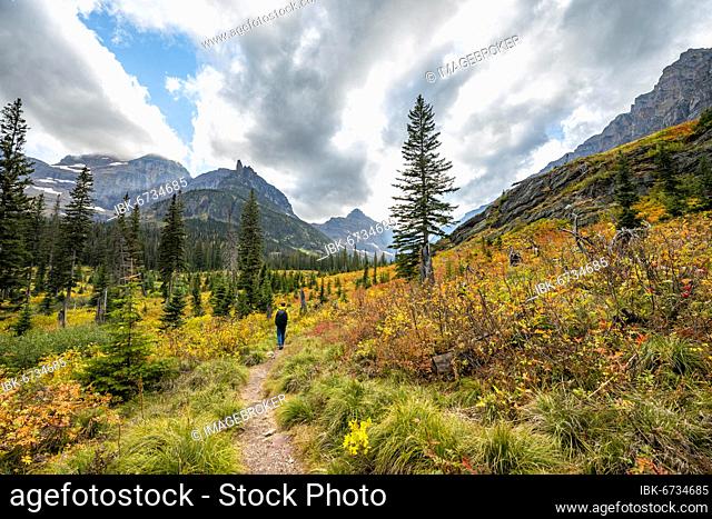 Hikers on a trail through mountain landscape, bushes in autumn colors, hiking to Upper Two Medicine Lake, Glacier National Park, Montana, USA, North America