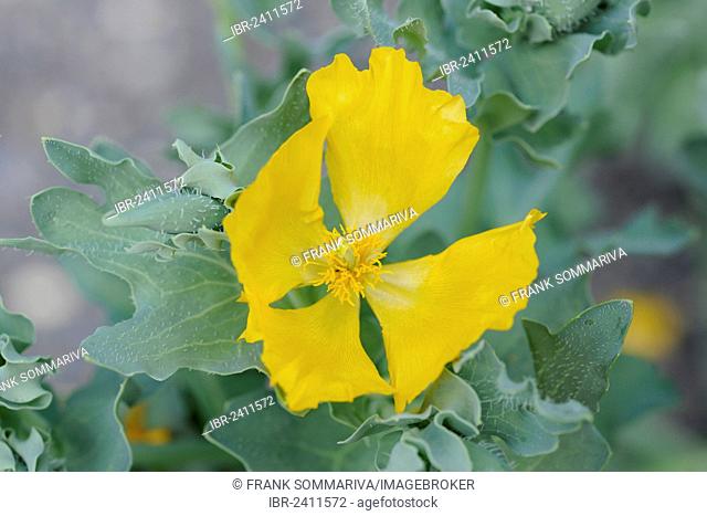Yellow Hornpoppy or Yellow Horned Poppy (Glaucium flavum Crantz, Chelidonium glaucium L.), toxic plant, native to Europe and West Asia, Botanical Garden