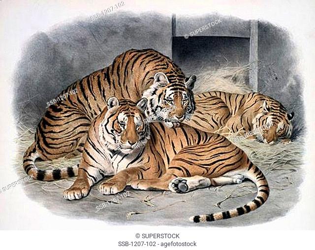 The Tiger Felis Tigris 1883 Daniel Giraud Elliot 1835-1915 American Monograph