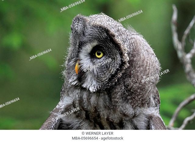 great grey owl, Strix nebulosa