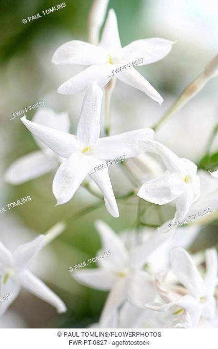 Jasmine. Close view of white flowers of Jasminum polyanthum