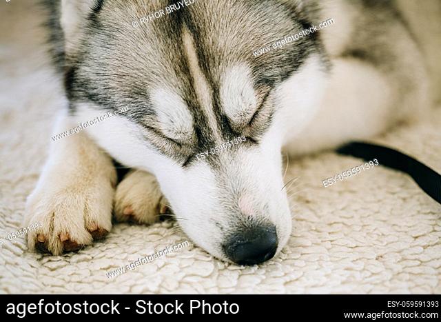 Gray Adult Siberian Husky Dog Sibirsky husky sleeping in his bed