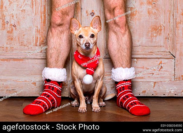 christmas santa claus chihuahua dog as a holiday season between his owners wearing noel stockings or socks