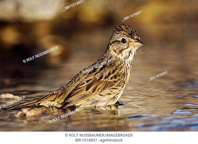 Lincoln's Sparrow (Melospiza lincolnii), adult bathing, Uvalde County, Hill Country, Central Texas, USA