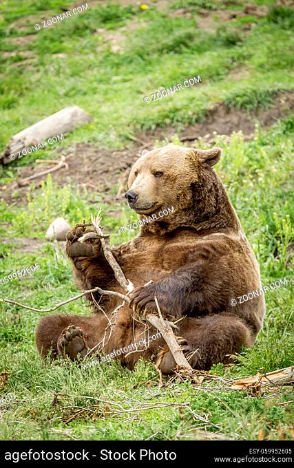 A captive grizzly bear is being playful with a stick near Bozeman, Montana