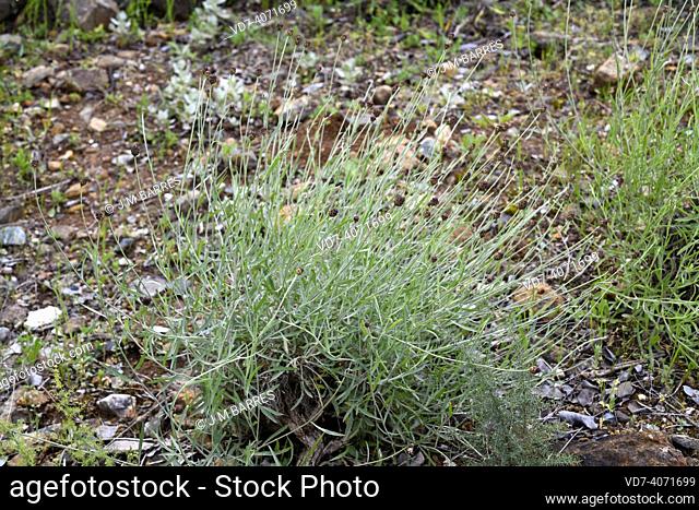 Escobilla de Carratraca (Centaurea carratracensis) is a perennial plant endemic to Málaga mountains, Andalusia, Spain