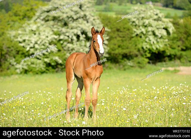 Foal standing on meadow