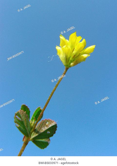 least hop clover, lesser trefoil, lesser yellow trefoil, small hop clover, suckling clover, shamrock (Trifolium dubium), inflorescence and leaf against blue sky