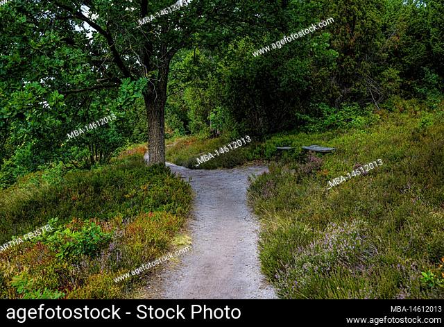 Hiking trail at Totengrund, Lüneburg Heath Nature Park, Lower Saxony, Germany, Europe