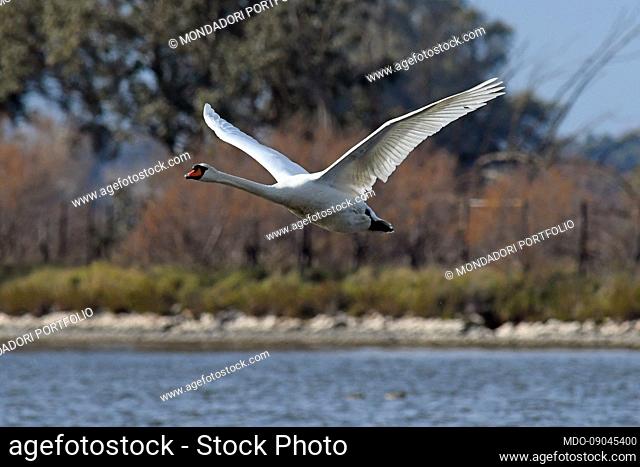 Swans in the lake of Fogliano. Latina (Italy), February 10th, 2022