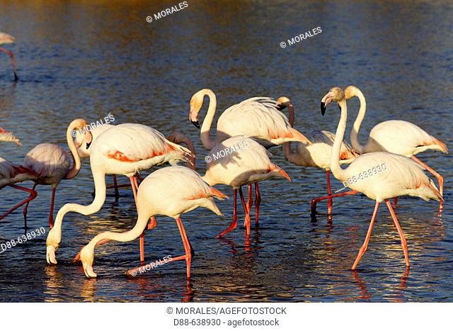 Greater Flamingo (Phoenicopterus ruber). Bouches du Rhone. France